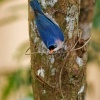Brhlik cervenozoby - Sitta frontalis - Velvet-fronted Nuthatch o6593